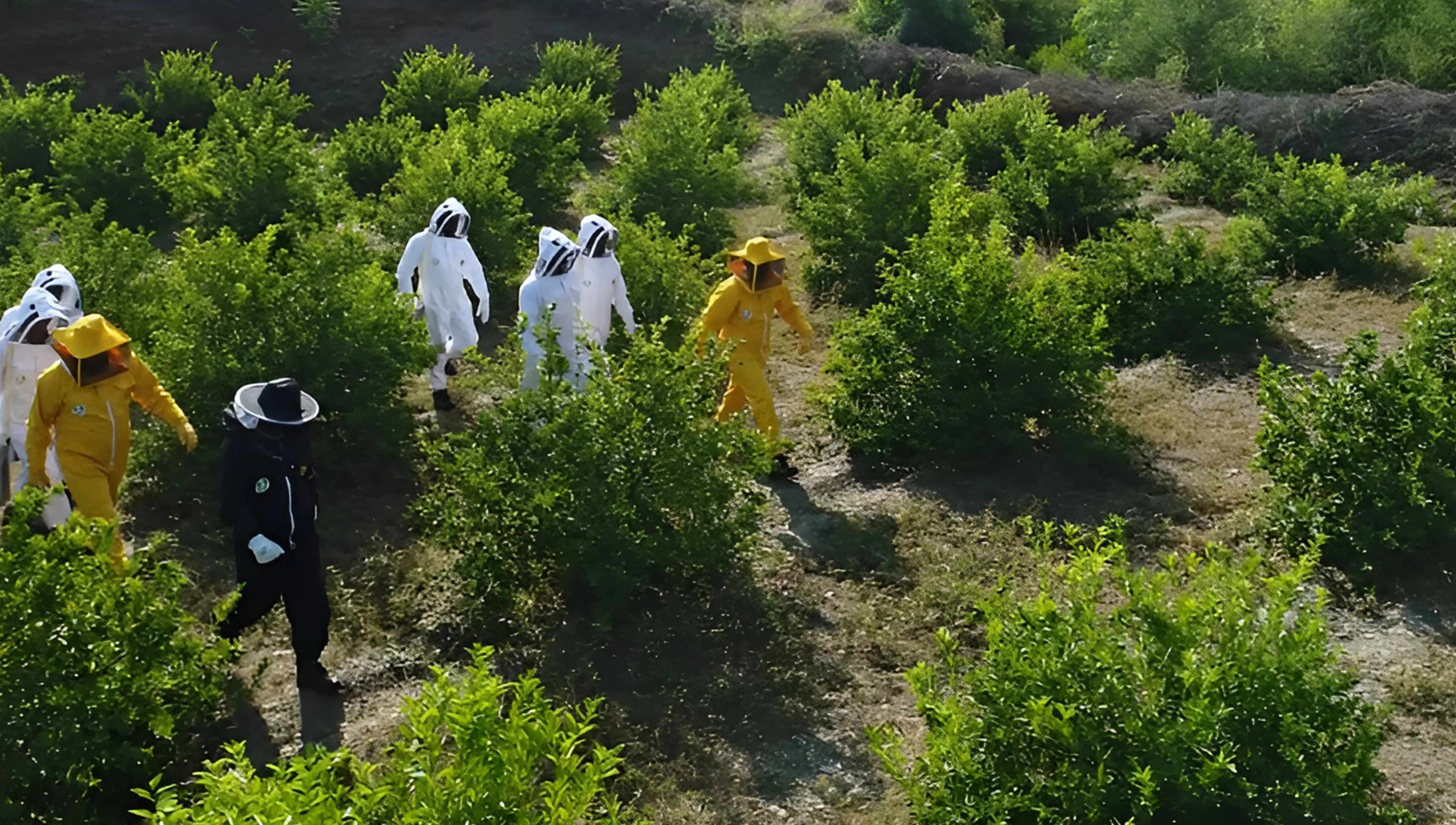 Wild bee honey
