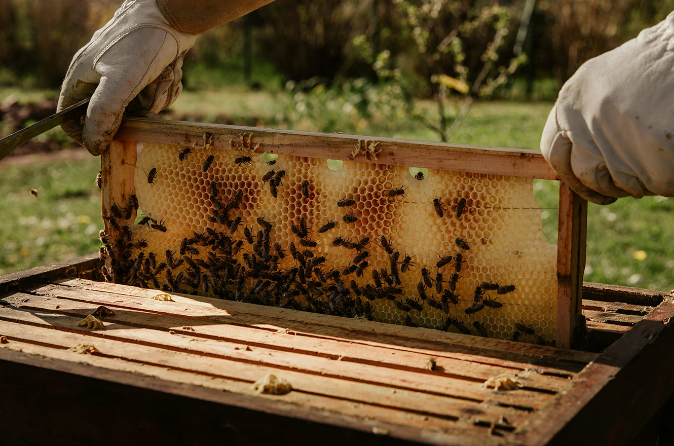 Wild bee honey