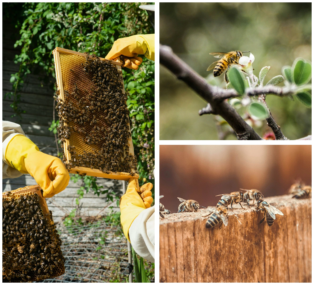 Wild bee honey